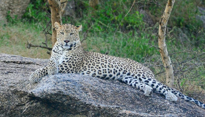 Leopard Camp Safari